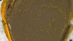 Basidiomycota