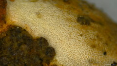 Basidiomycota