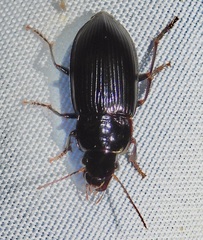 Selenophorus