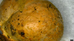 Basidiomycota