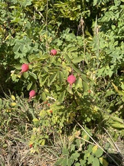 Rosa nutkana