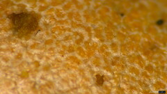 Basidiomycota