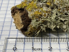 Polycauliona polycarpa