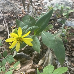 Silphium