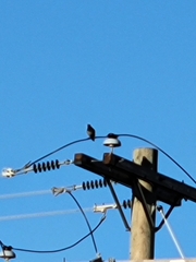 Sturnus vulgaris