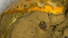 Basidiomycota