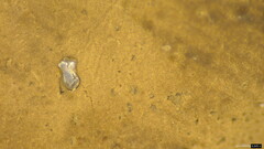 Basidiomycota