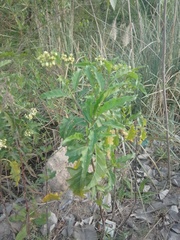 Solanum bonariense