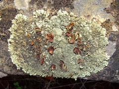 Xanthoparmelia conspersa