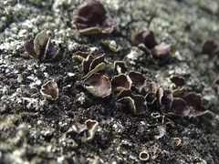 Xanthoparmelia conspersa