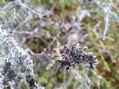 Hypogymnia tubulosa