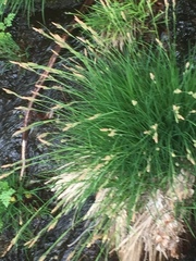 Carex elata