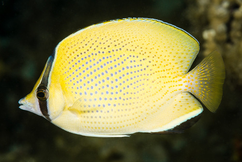 Citron butterfly (Chaetodon citrinellus) — Chaetodontidae — 3