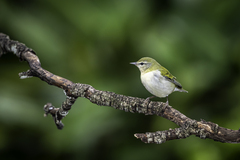Leiothlypis peregrina