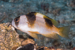 Amblypomacentrus breviceps