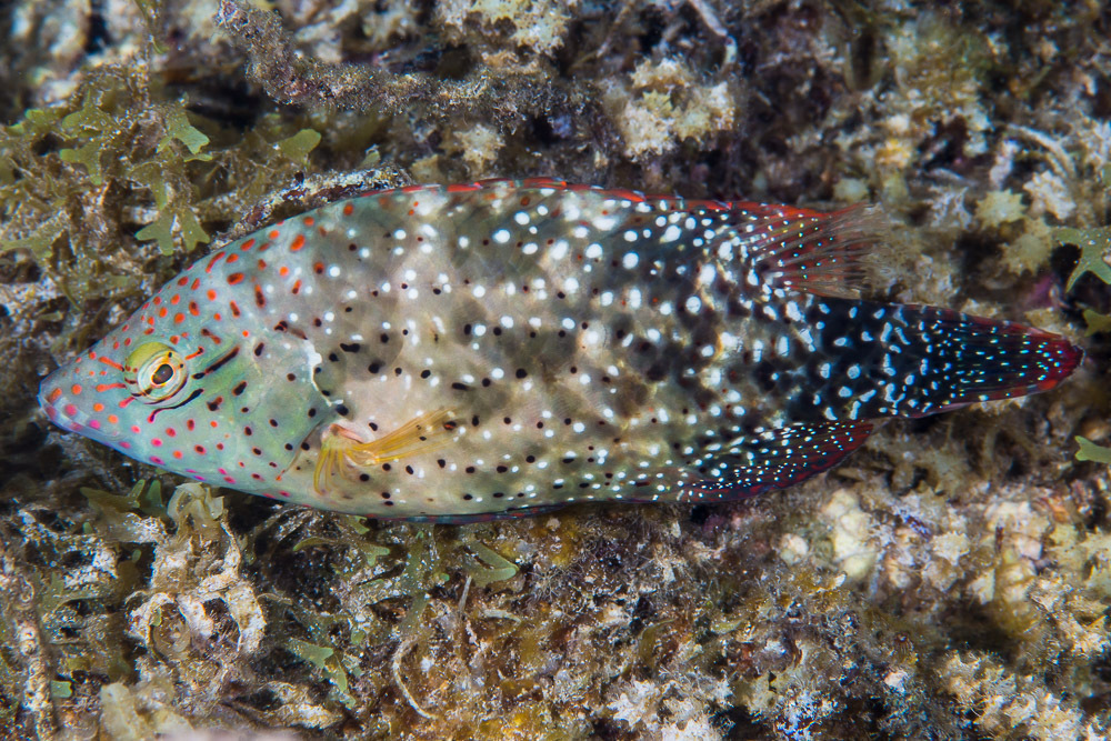 Floral Wrasse