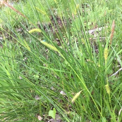 Carex laevigata