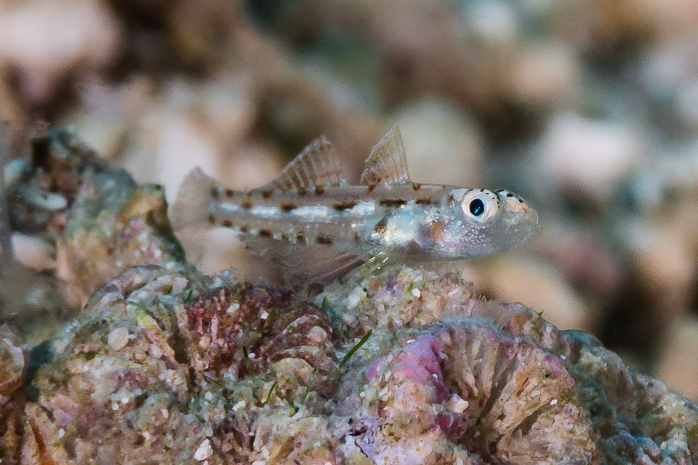 Redstripe Goby