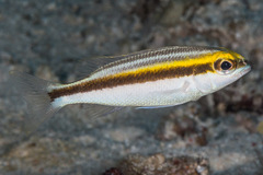 Scolopsis affinis
