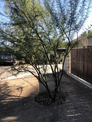 Parkinsonia florida