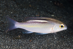 Scolopsis ciliata