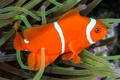 Amphiprion biaculeatus