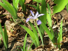 Iris cristata