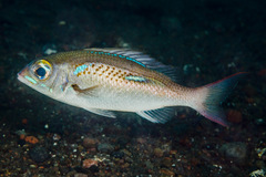 Scolopsis xenochrous