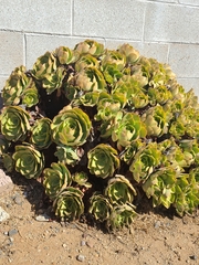 Aeonium lancerottense