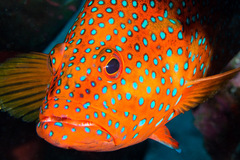 Cephalopholis miniata