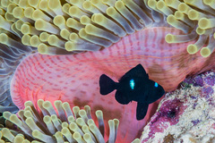 Dascyllus trimaculatus