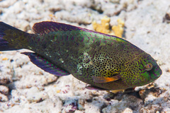 Calotomus viridescens