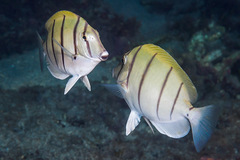 Acanthurus triostegus