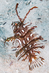 Novaculichthys taeniourus