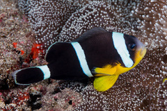 Amphiprion chrysogaster