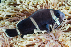 Amphiprion chrysogaster