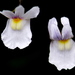 Nemesia floribunda - Photo (c) Murray NZ, μερικά δικαιώματα διατηρούνται (CC BY), uploaded by Murray NZ