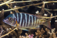 Lethrinus mahsena
