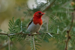 Anaplectes rubriceps