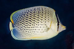 Chaetodon guttatissimus