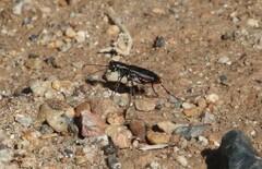 Cicindela haemorrhagica