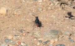 Cicindela haemorrhagica