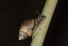 Amphidromus inversus