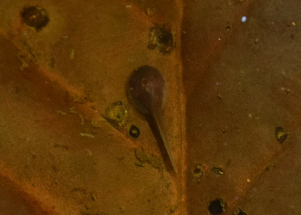 Cinnamon Frog