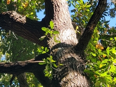 Quercus imbricaria
