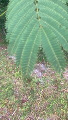 Albizia julibrissin