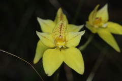 Caladenia flava flava