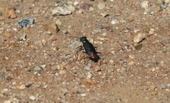 Cicindela haemorrhagica