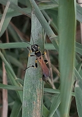 Sceliphron madraspatanum