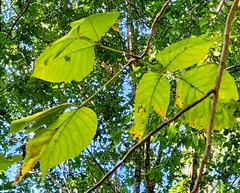 Quercus imbricaria